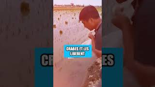 Les Chinois Utilisent des Crabes pour Cultiver du Riz [upl. by Oliy50]