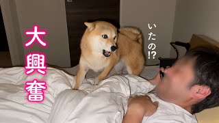 いるはずのないパパが布団の中にいてパニックになる柴犬が可愛い [upl. by Older]