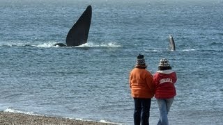 Increible pero real ballenas de 40000 kilos  playa El Doradillo 24813 Video HD [upl. by Ennahtebazile]