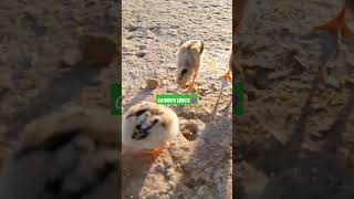 gato lido animais youtubeshorts likesforlike cachorro fypシ゚viral statuswhatsapp [upl. by Hallerson]