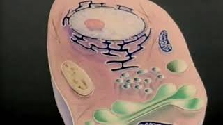 Nucleus Cytoplasm Membrane [upl. by Ailehpo908]