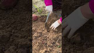 My mom harvests sweet potatoes shorts harvesting harvest growfood asmr countrylife [upl. by Leinaj48]