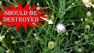 Diffuse Knapweed  Bad for Cows Bad for Canada [upl. by Seek]