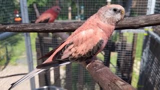 Bourke Parakeets Chirping and Singing in the Aviary [upl. by Worl]