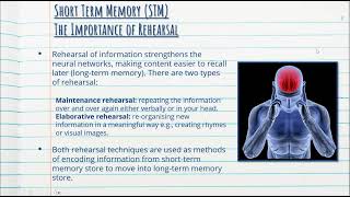 Modal Model of Memory  Cognitive Psychology  Stage 1 Psychology [upl. by Leinaj599]