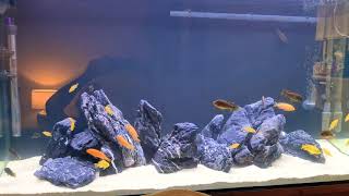 Seiryu stone acid washed mbuna aquascape [upl. by Efi]