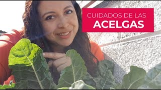 Cómo cultivar ACELGAS en casa de forma fácil con cada uno de sus cuidados [upl. by Sukey]