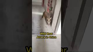 Wild Boar Attack in China animals china [upl. by Meece]