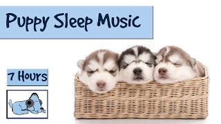 Help your Puppy go to Sleep at Night with this 7 HOUR Song Relax My Dog [upl. by Ysac]