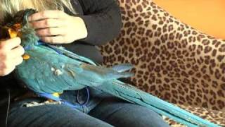 Harness Training a Macaw [upl. by Casanova]