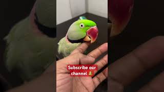 तोते की चोच parrot amazingfacts animals amazingtalkingparrot petbird viral macaw birds [upl. by Yendirb269]