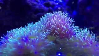 GSP Geen Star Polyps coral easy to keep for beginners 3 [upl. by Enirehs225]