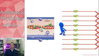 PHYL 142  Cardiac  Action Potentials amp Cardiomyocyte Contraction Feb 24th Closing Comments [upl. by Irehc31]