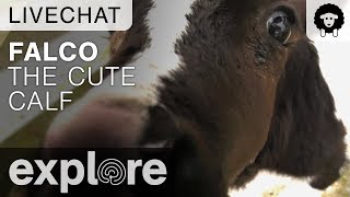 Update On Falco The Calf  Farm Sanctuary Live Chat 102717 [upl. by Watts]