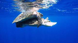 Sea Turtles Mating [upl. by Edlun62]