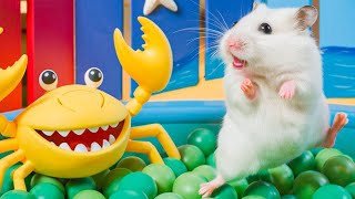 😱 Hamster Escape Maze  Hamster Cute pets Maze hamsterescape mazediytraps 445 [upl. by Findlay]