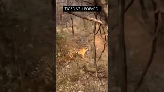 💥Tiger vs legend 💥 wildlife tigero leopard tiger shorts subscribe [upl. by Eedya448]