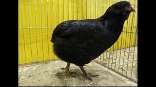 Araucanas schwarz Araucana noir Junggeflügelschau Hannover 2013 [upl. by Hareehahs]