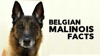 Belgian Malinois Everything You Need to Know [upl. by Jammal]