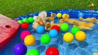 Ducklings swimming happily in the pool [upl. by Oletha131]