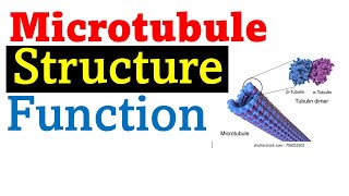 Microtubule structure and function [upl. by Soisanahta]