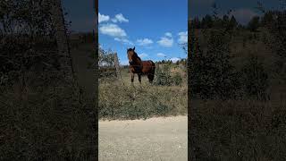 Autostopowicz z Mazur horse animals nature funny crazy wildlife unicorn [upl. by Zhang]