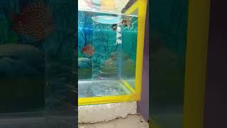 Betta fish breeding tank setup up like and subscribe ™✓ [upl. by Galven]