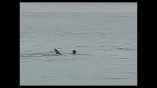 Most dramatic fatal shark attack ever caught on cam full video viewers discretion is advised [upl. by Atims]