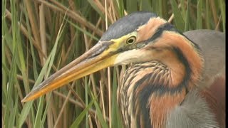 Héron pourpré  Purple Heron Purpurreiher Ardea purpurea [upl. by Solim]