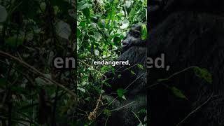 5 Endangered Species You Need to Know EndangeredAnimals WildlifeConservation SaveWildlife Shorts [upl. by Eniretac990]