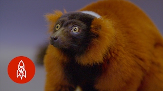 The Red Ruffed Lemur and Its Shrinking World [upl. by Mclyman]