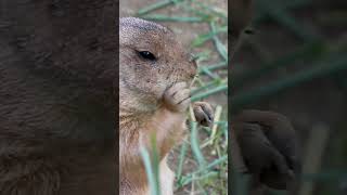 Prairie Dogs Snacking for Winter [upl. by Mcnally]