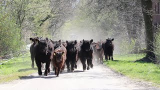 Das Treiben von Rindern  Unser Galloway [upl. by Aikahs]