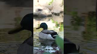 Mallard at CSUN Sony a6700 APSC video test [upl. by Nnaeoj561]