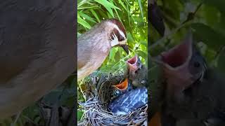 Hungary babies in Hills ❤️birds babybirds nature birdsounds sweetbird shorts [upl. by Hanny]