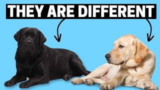 How are Black Labradors Different than Standard Labs [upl. by Marya]