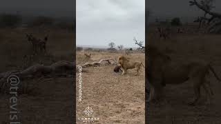 Full Video of Hyena Clan Rescuing Friend from Epic Lion Attack [upl. by Eninnej]