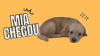 Conheci minha nova cachorrinha Mia [upl. by Kassandra]