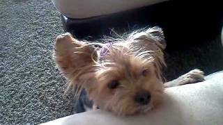 Dog yorkie actually speaking prayer and says Amen [upl. by Izy]