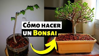 Cómo hacer un bonsai  Bonsai de Portulacaria Afra [upl. by Pail137]