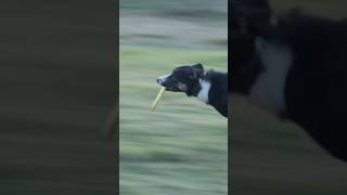 This is the key to all sheepdog training 👏🏻🤔 sheepdog bordercollie [upl. by Nodyl]