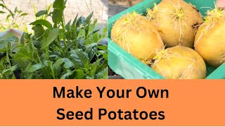 How to Make Seed Potatoes From Store Bought Potatoes  How to Grow Potatoes at Home [upl. by Airda]