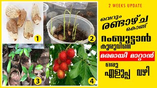 How to Plant Rambutan SeedsEasy way to grow fast Rambutan seedRambutan SeedingRambutan Plant 🌱 [upl. by Islek]