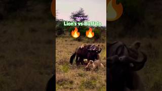 Lions 🔥 Buffalo 🔥 shorts shots shortsfeed trending viralshorts lion [upl. by Noraf]