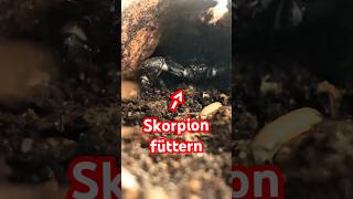 Skorpione füttern terraristik terrarium skorpion fütterung schabe heterometrus laoticus [upl. by Akkeber914]