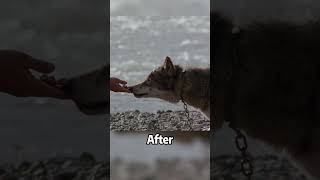 The story of a Wolf and a man cinemarecap film cinematicrecappedshorts animals moviefacts [upl. by Haret919]