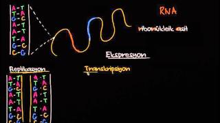 DNA Replikasyonu RNA Transkripsiyonu ve Translasyonu Biyoloji [upl. by Swain657]