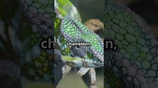 How Do Chameleons Change Color🦎✨animalscience cameleon scienceexplained naturescience nature [upl. by Cardinal]