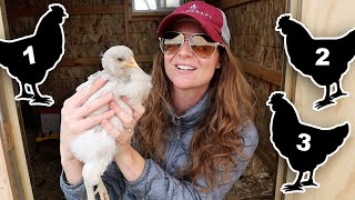 Building The Perfect Flock The 5 Best Chicken Breeds For A Well Rounded Coop  Factors To Consider [upl. by Ihsoyim498]