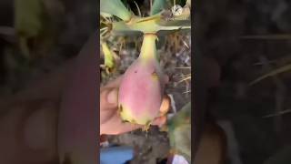 Natural cactus fruit cutting cactus fruit shorts satisfying shortvideo [upl. by Jaquenetta]